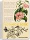 �������� ��� ������� � ������ ������ Botanical - ������ �4 � ���� � 80, 105 ��� 140 ����� - ��������