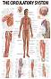The Human Circulatory System - 50 x 70 cm - 