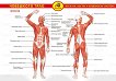 Помагалник по биология: Човешкото тяло - учебно табло - учебник