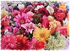 Amazing Flowers -      3   400  - 