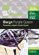    - Purple Queen - 1 g   City Garden - 
