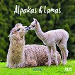   - Alpakas & Lamas 2024 - 