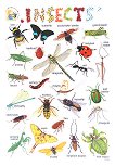      : Insects - 