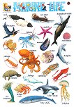 Marine Life:       - 