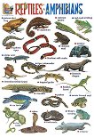 Reptiles and Amphibians:       - 