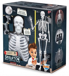 Анатомичен модел на човешки скелет - Buki France - С височина 85 cm от серията Научни експерименти - играчка