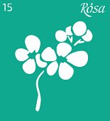   Rosa - 