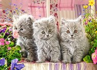 Сиви котета - пъзел